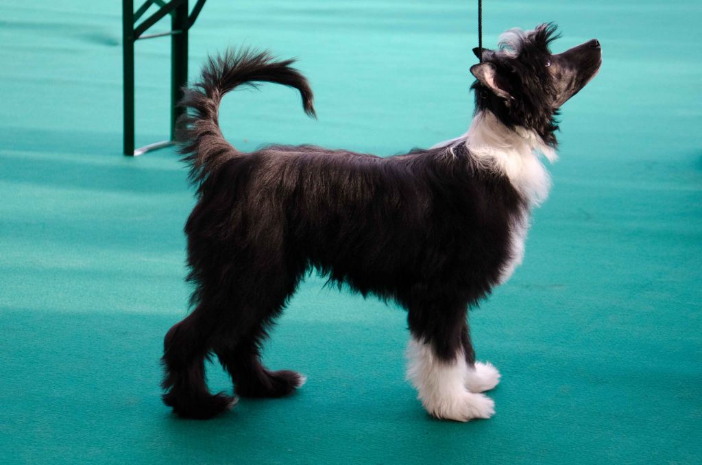 Happy Dancing Ninja Naruto