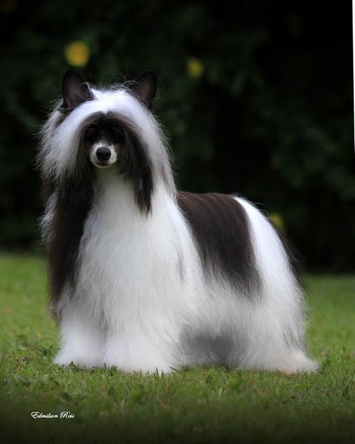 Hampton Court's Charlie at Legend