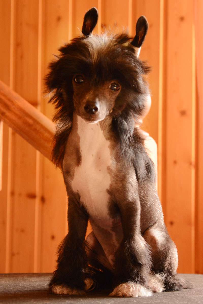 Danika Star Luxury Black