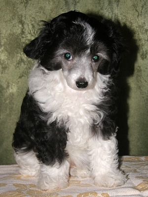 Mon Cher Petit Geoffroi