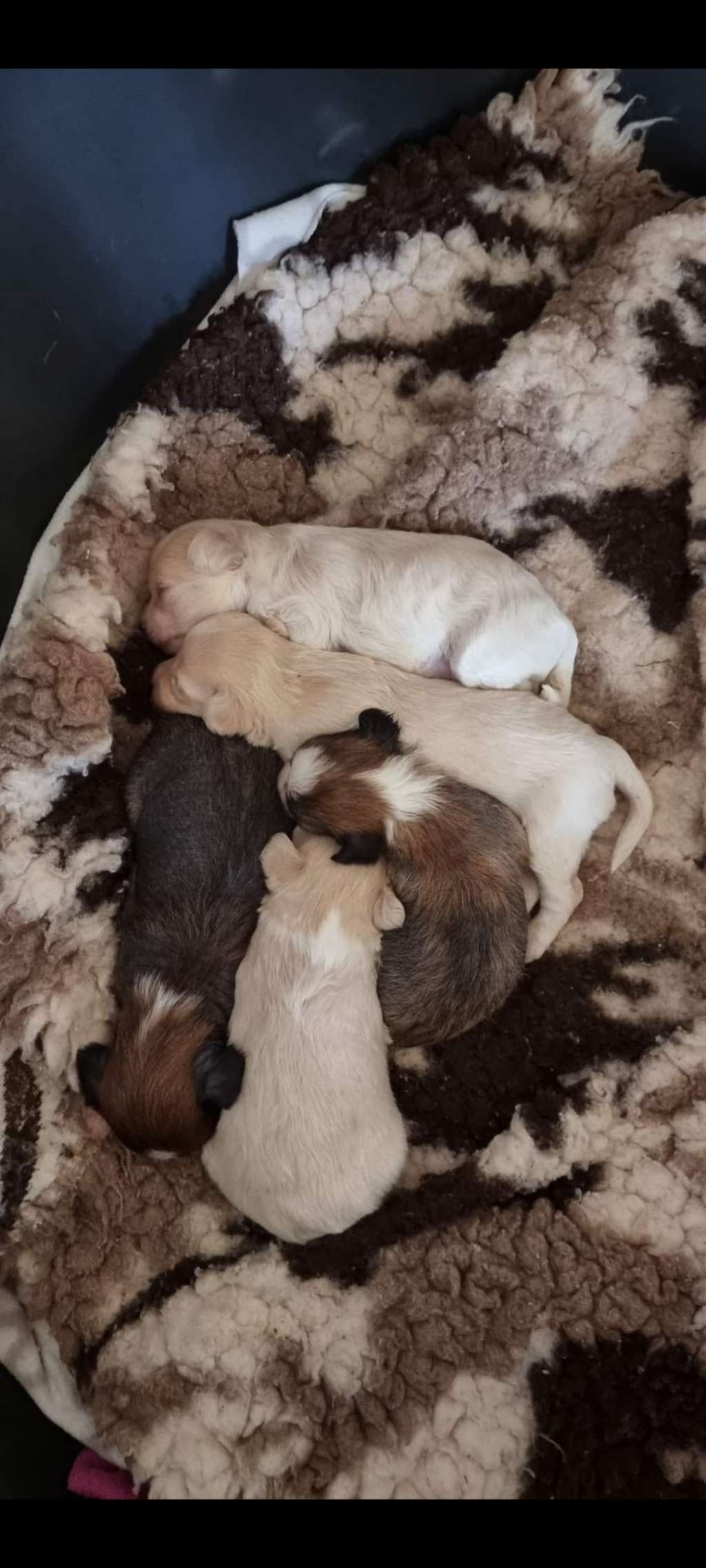 Myrnas Mignon Étoile Forever Extra