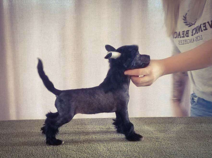 Hermiona w Hogwarcie uczona Aurinova