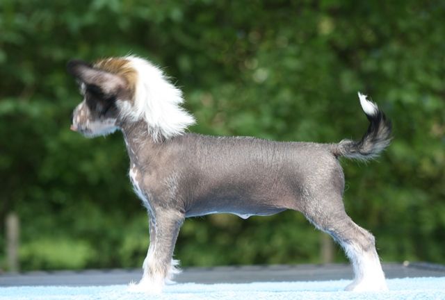 Allegranden Breaking News