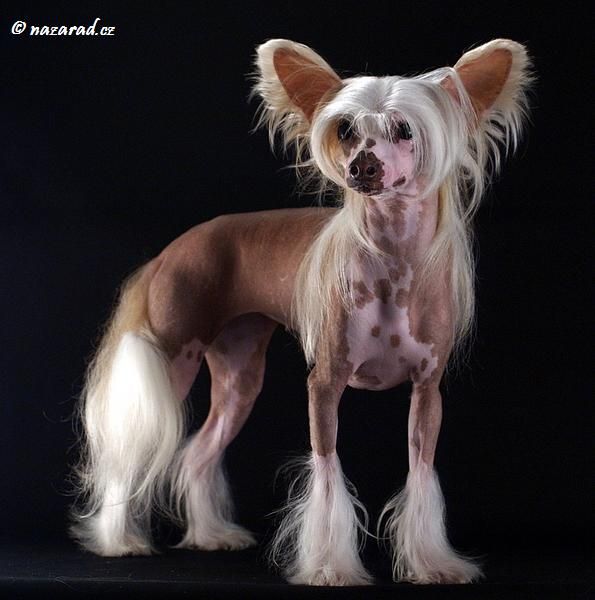 Kymberly Kalis z Treste