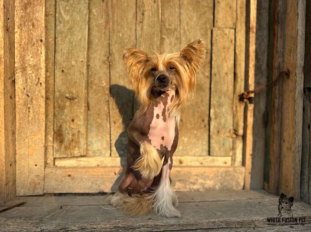 NATANGa White Fusion