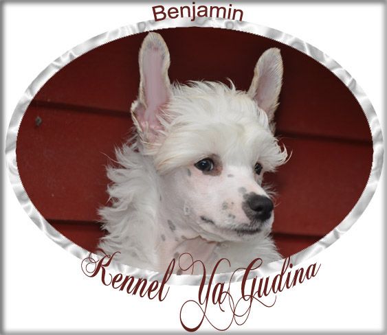 Yagudina's Love me tender