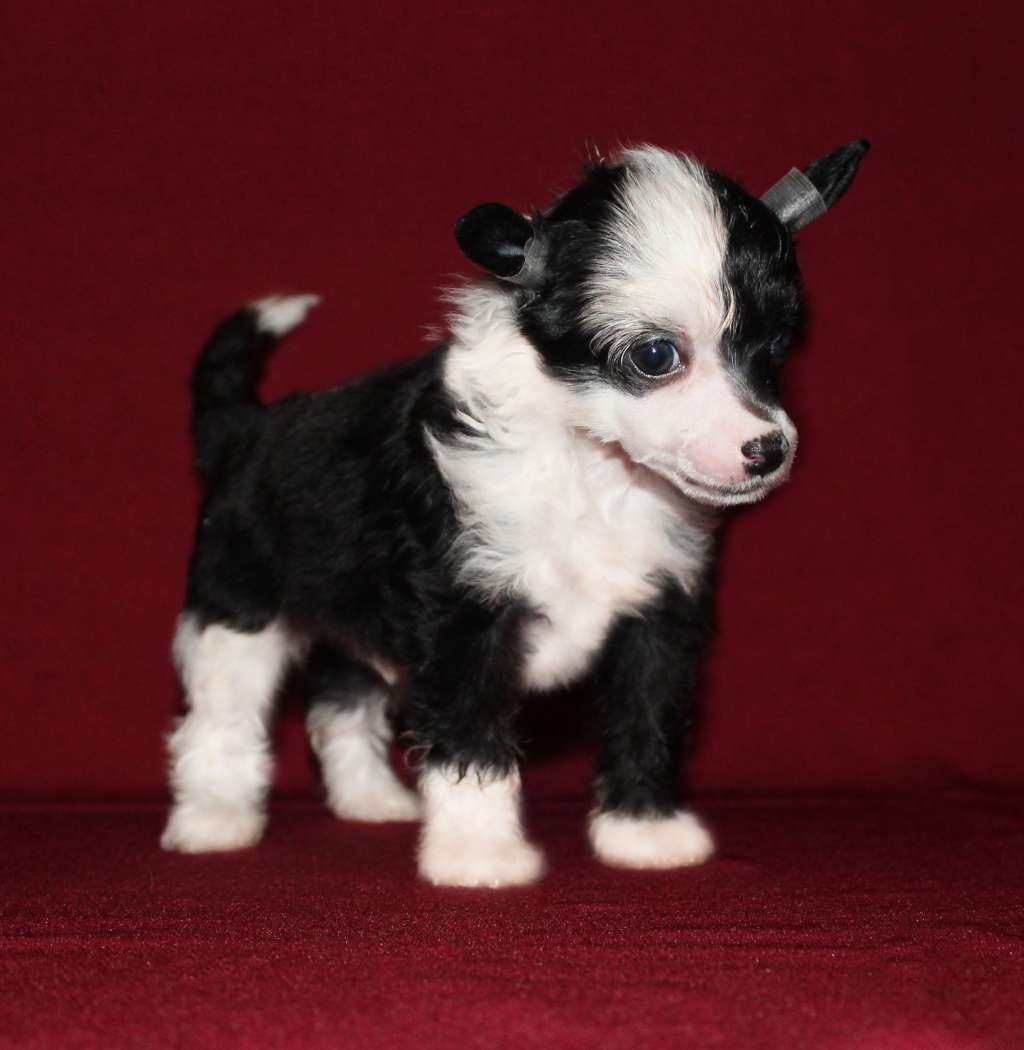 Charuyuschiy Soblazn Flamenco