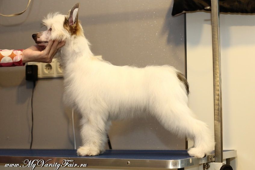 Lamus Next Germanika