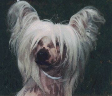 Sunshine Princess To Bradwen