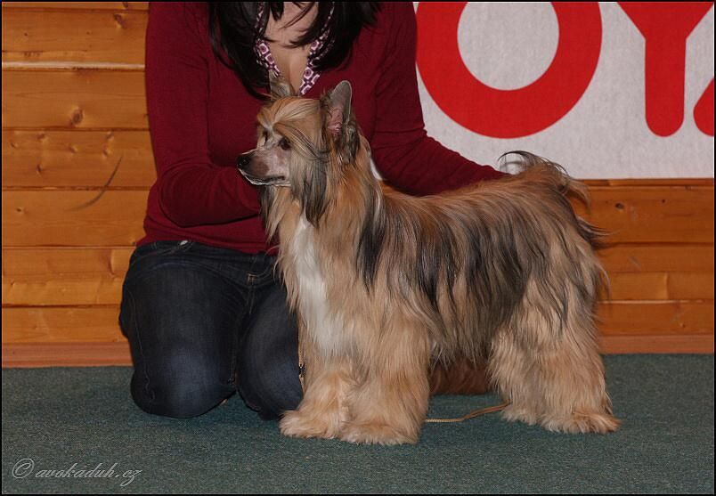 Aguilera Chris Santa la Vida