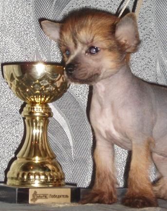 True Magnifisen Liberty Vivat Sanraiz