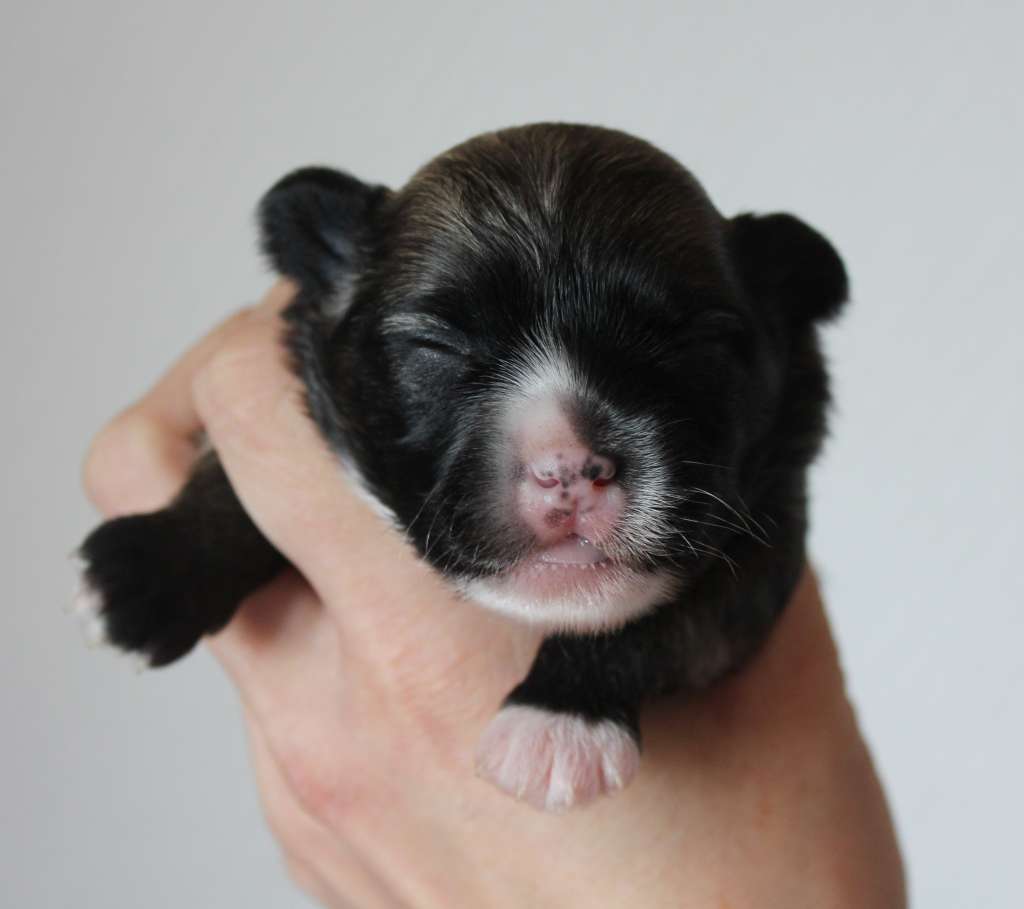 Akelas Drinks N' Bitches