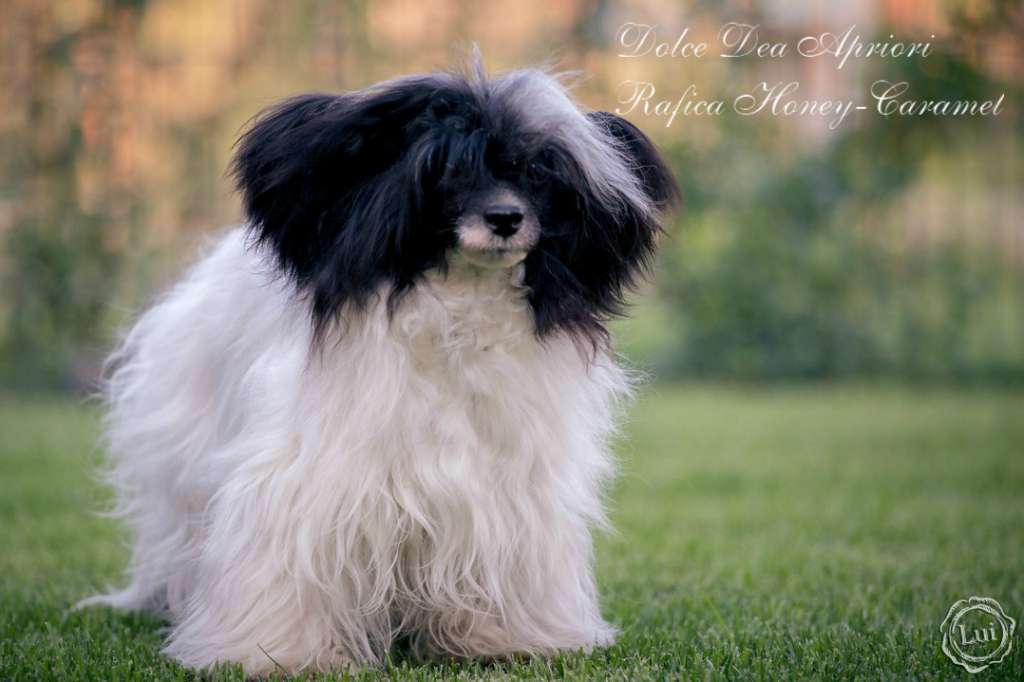 Dolce Dea Apriori Rafica Honey-Caramel