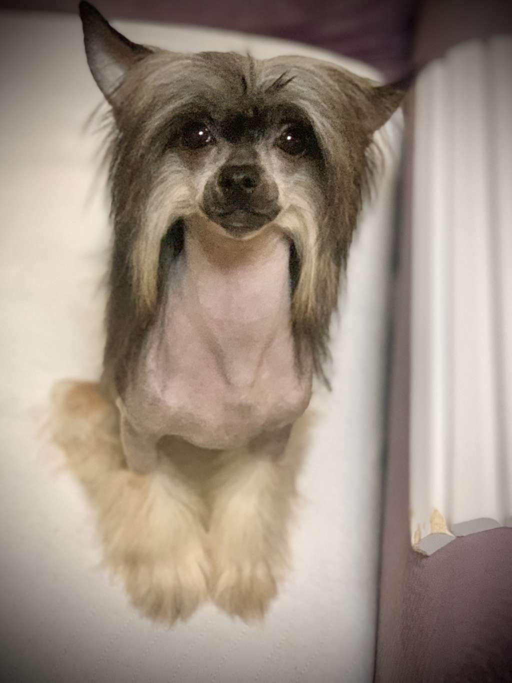 Pride of the night Erik