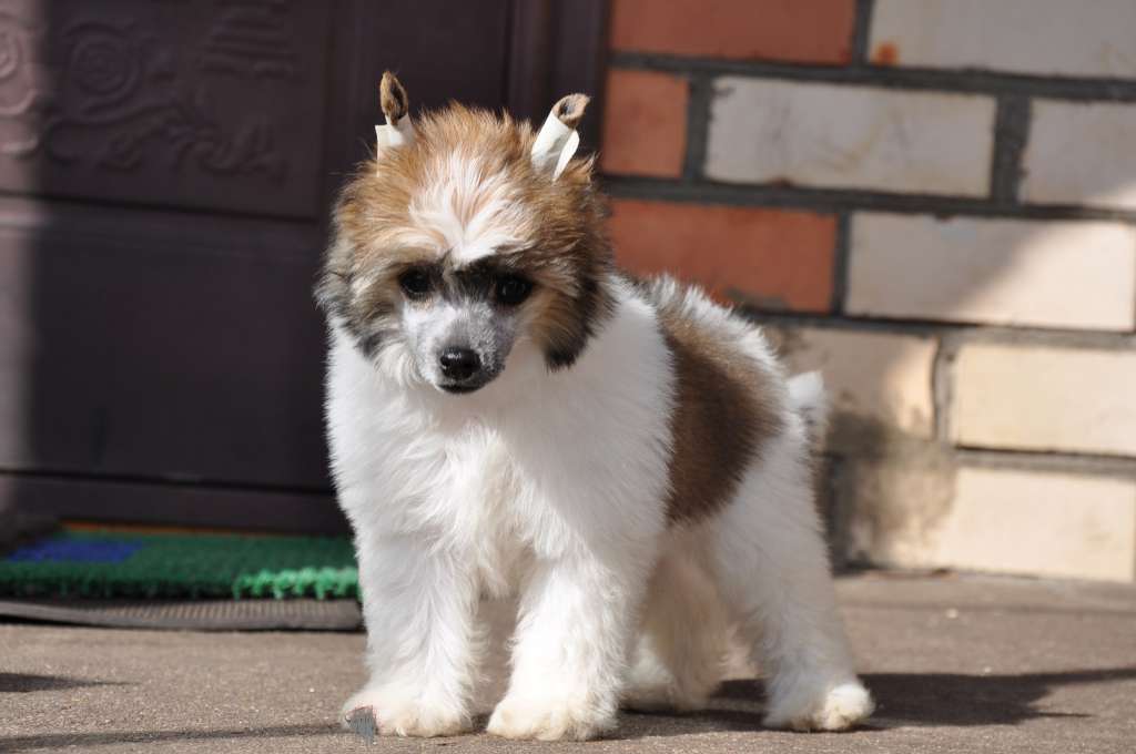 Isabelle Winning Smile