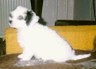 Berenika Olivie Slezsky Sen