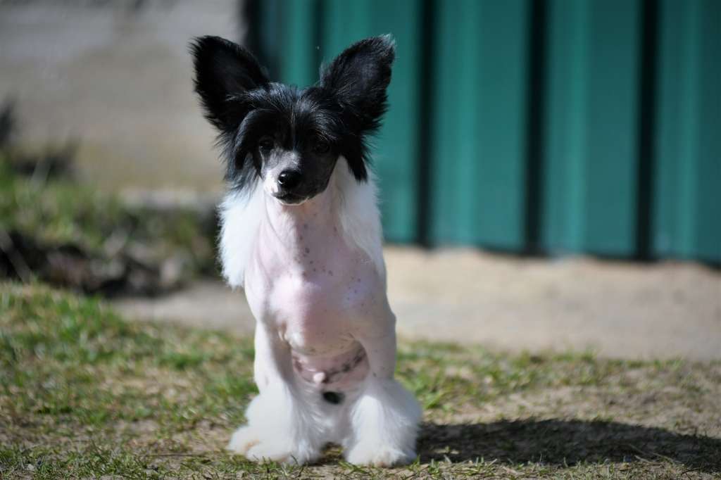 Goforth Mai-Tai Winning Smile