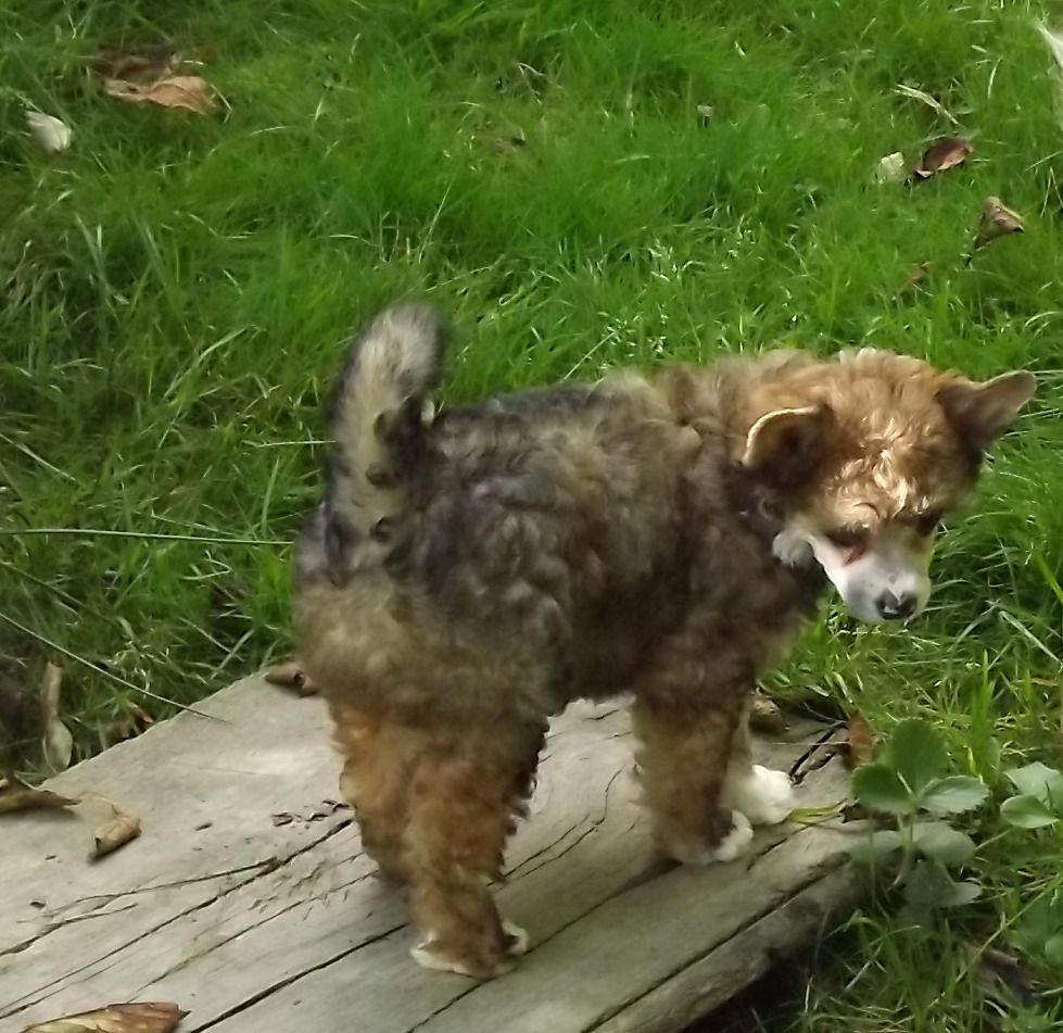 Gloriana Du Jardin Guanglying