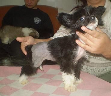 Solnechniy Kapriz Izyuminka