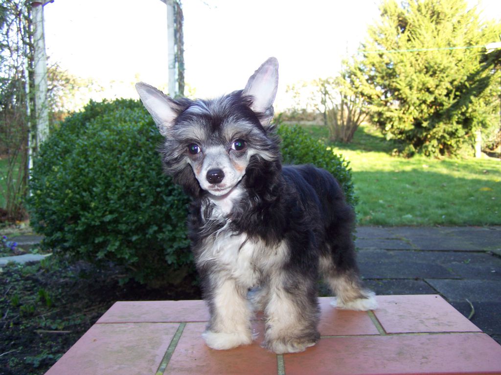 Elegant Gintaro Magija