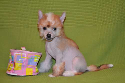 Ze Best In The World