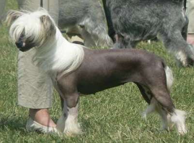 Fly By Night Fantasy Girl At Doucai