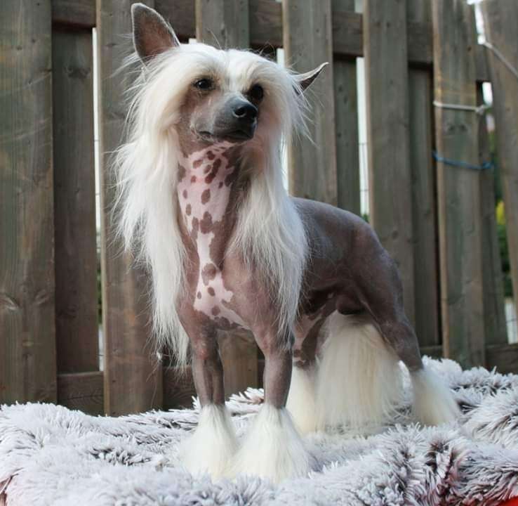 Gifted Giorgio Asperados