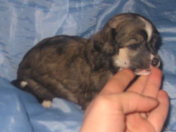 Apriori Vip Centurion