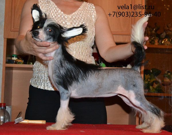 Vellar Pljus Kristabell