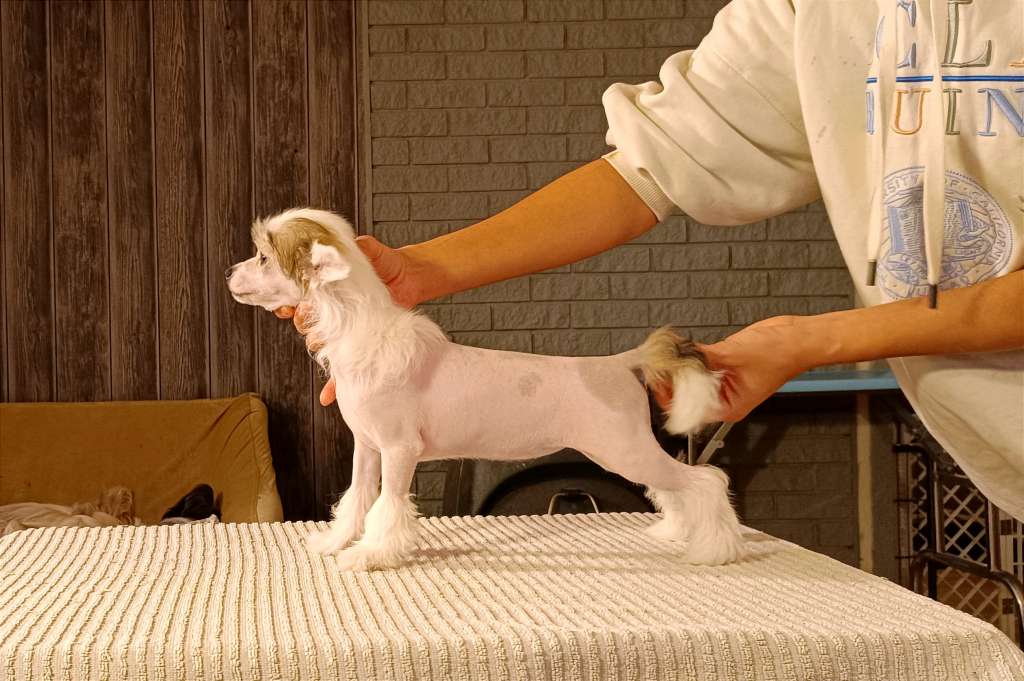 Cerohair a little less conversation