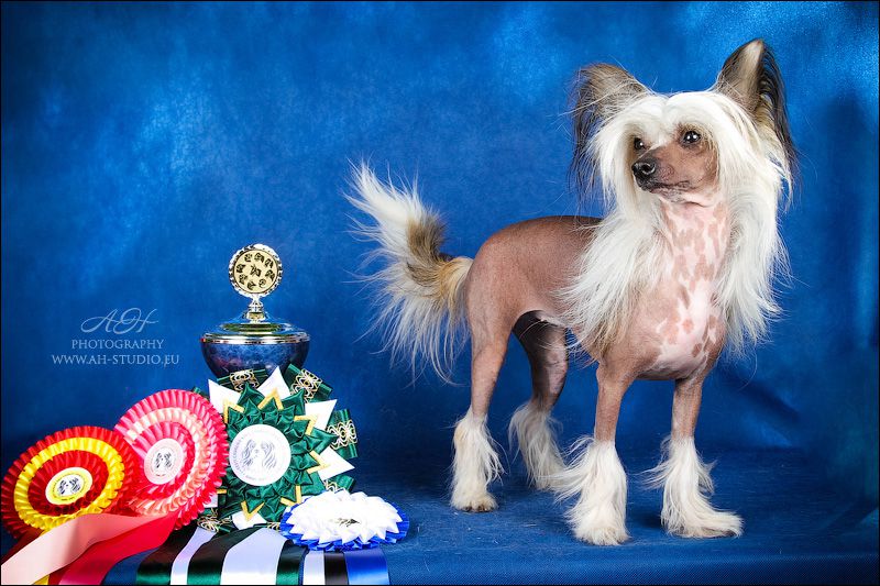 Ridgecrest's Princess Priceless