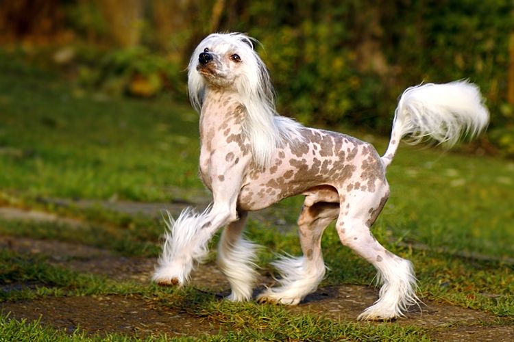 Old Chum's Osmos Cosmos