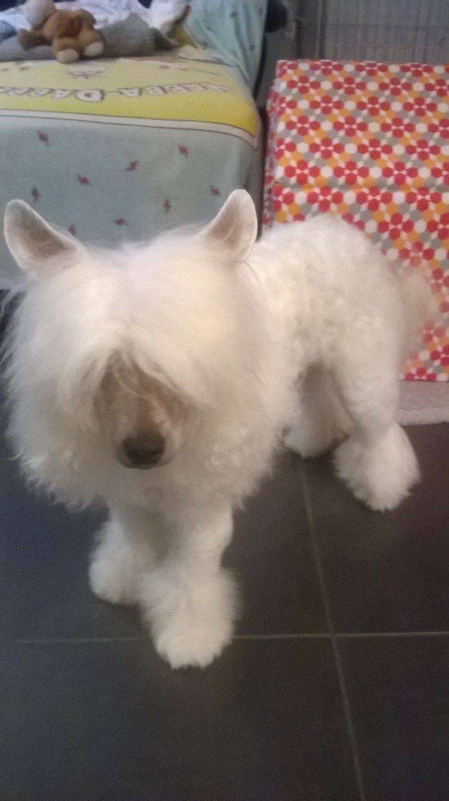 Papillon of the loving dols