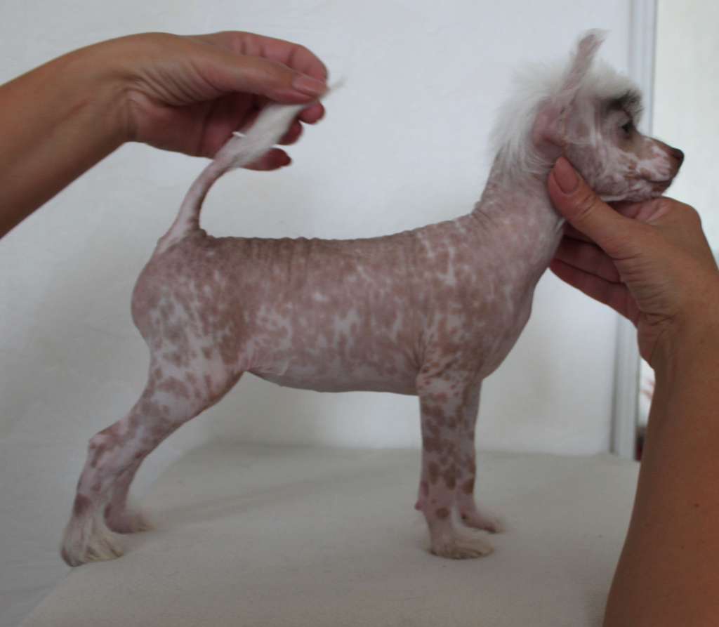 Martina Bianco iz Clana Timurlana