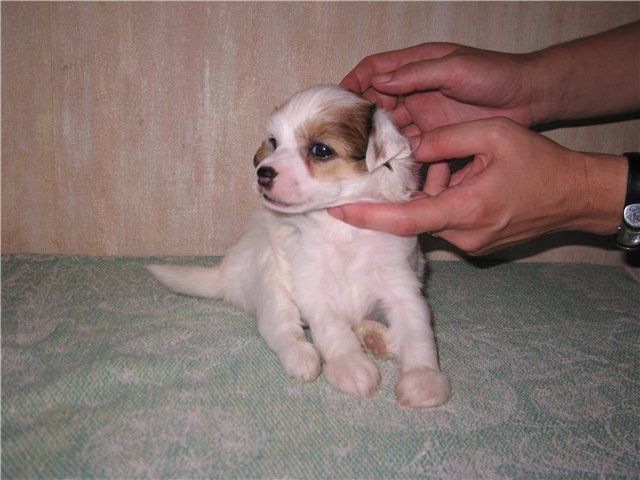 Apriori Vip Vanilla Bourbon 