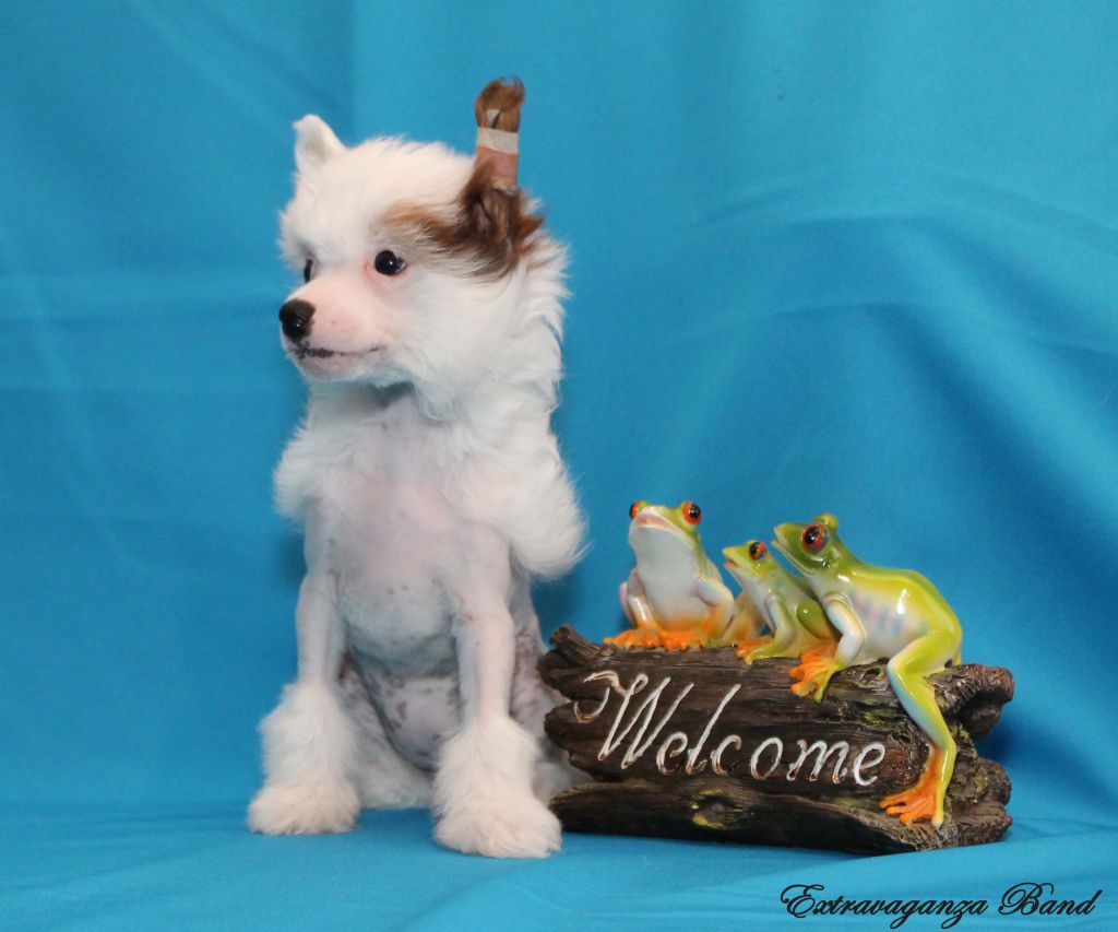 Extravaganza Band  Eureka