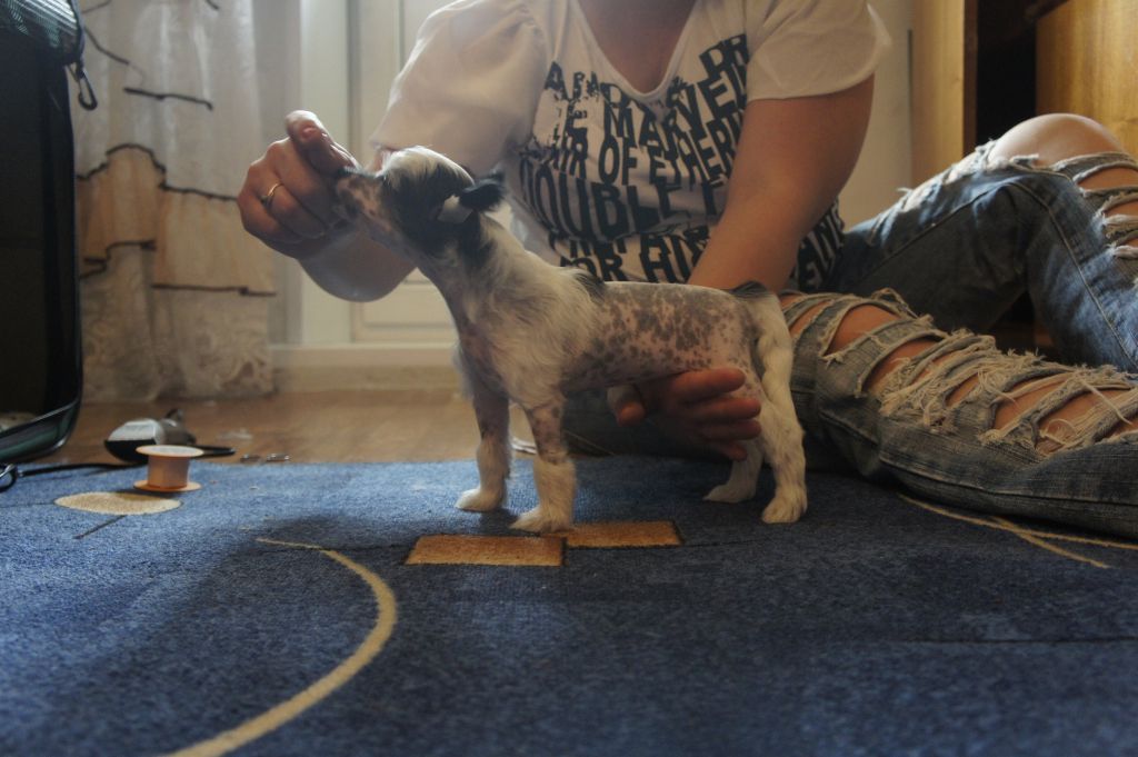 Patrissiy Petti Darling Girl