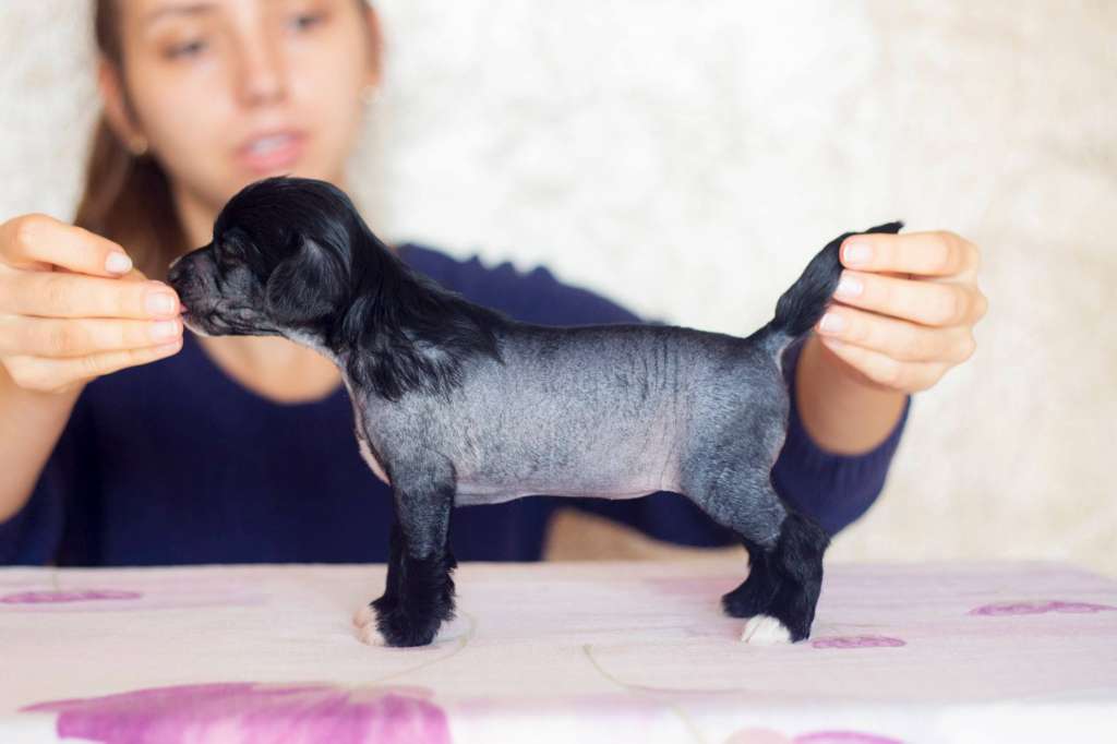 Streaptill FCI Gattaca Bahama Mama