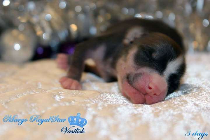 Margo RoyalStar Vasilisk