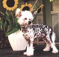 Oriental Jokes Phabulous' Ann