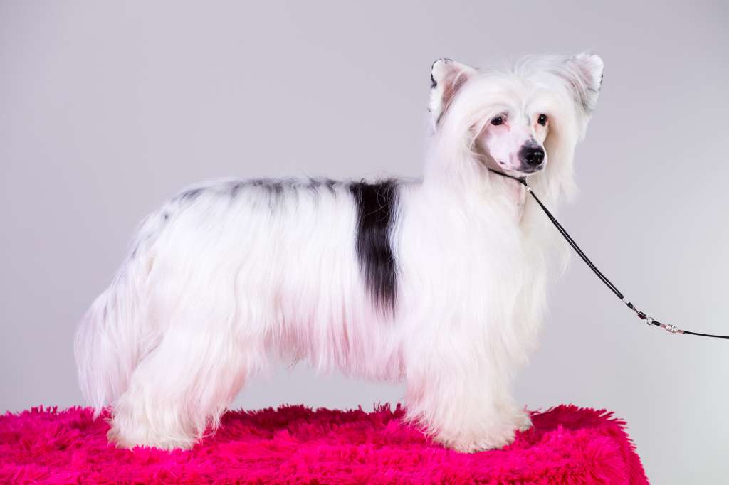 Crestiny's Gotta Shake That Tail