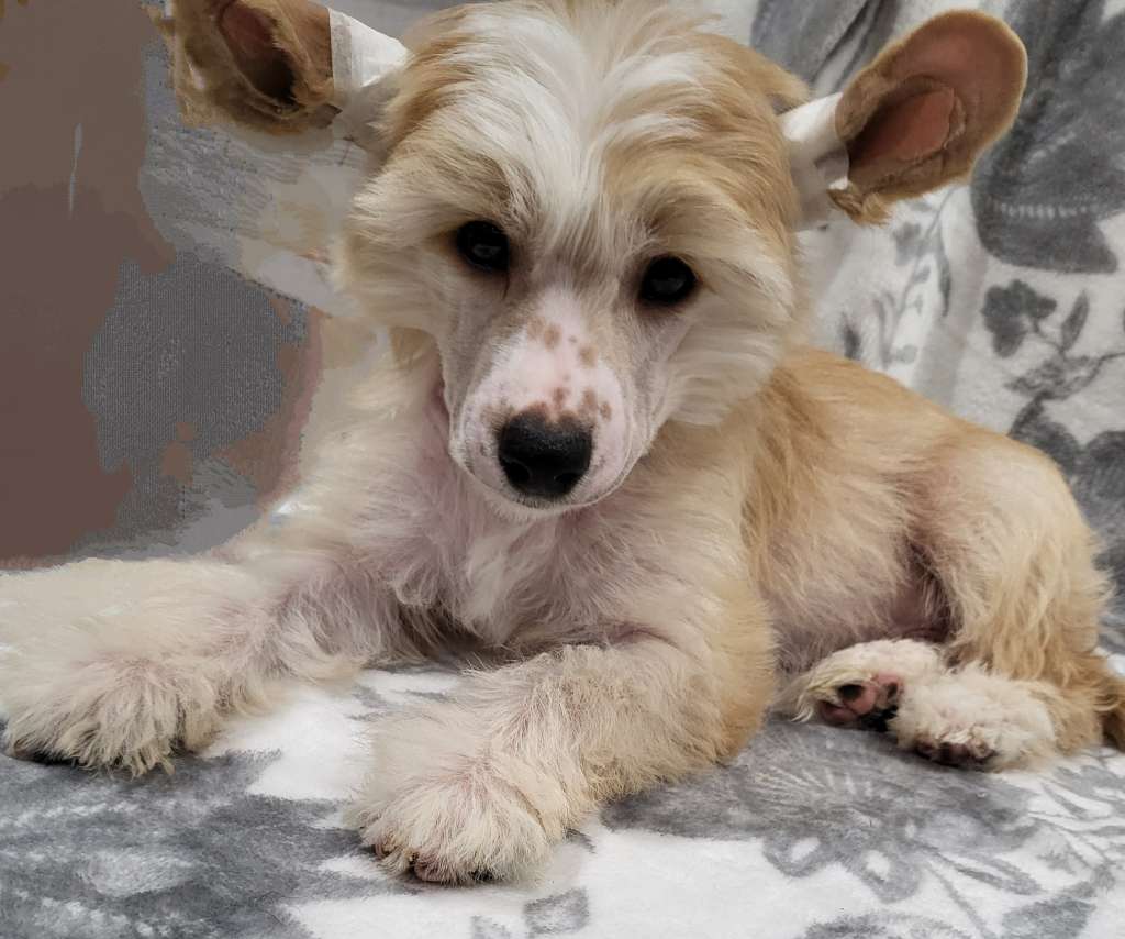 Dazzles Stryke it Rich