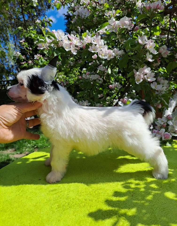 Gra Kontrastow Sasima