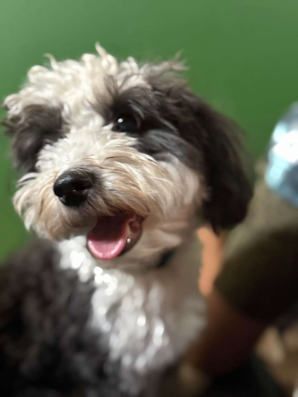 Xiannu Shot in the Dark