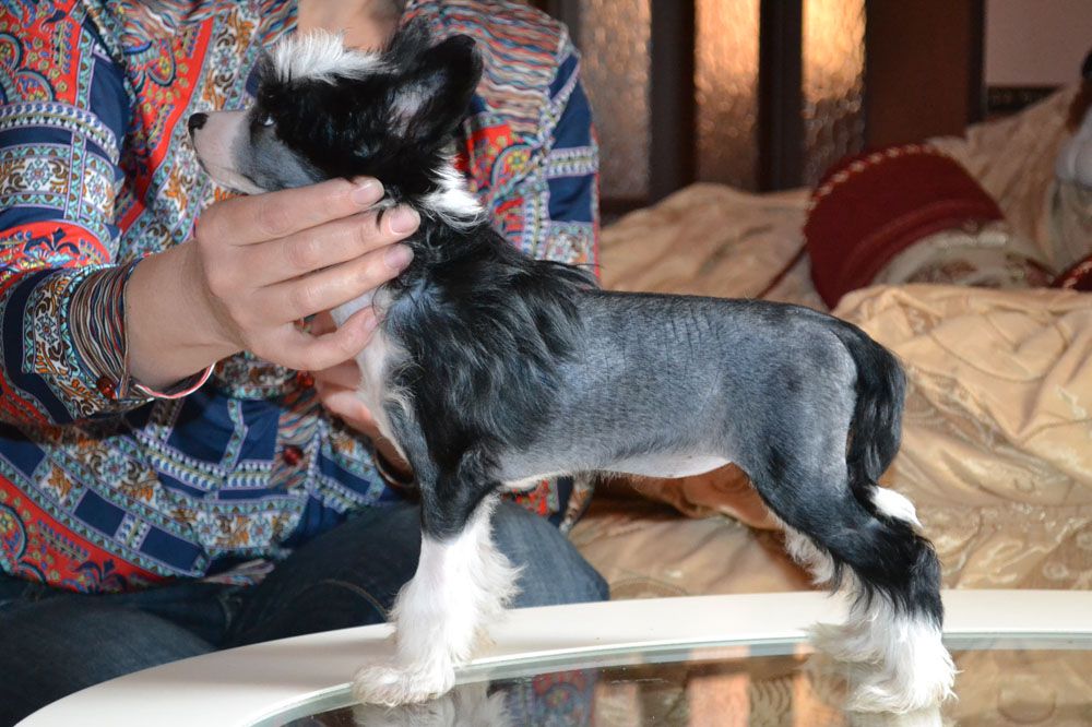 Vellar Pljus Fa Rina