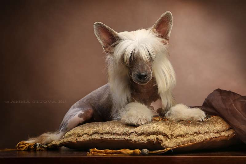 Gidaori Baltic Coast