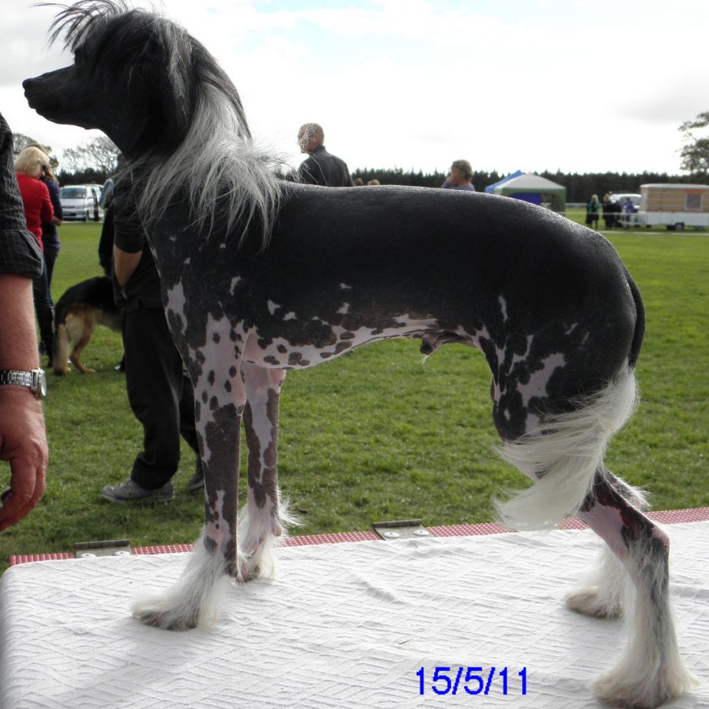 White Spats of Pughbear