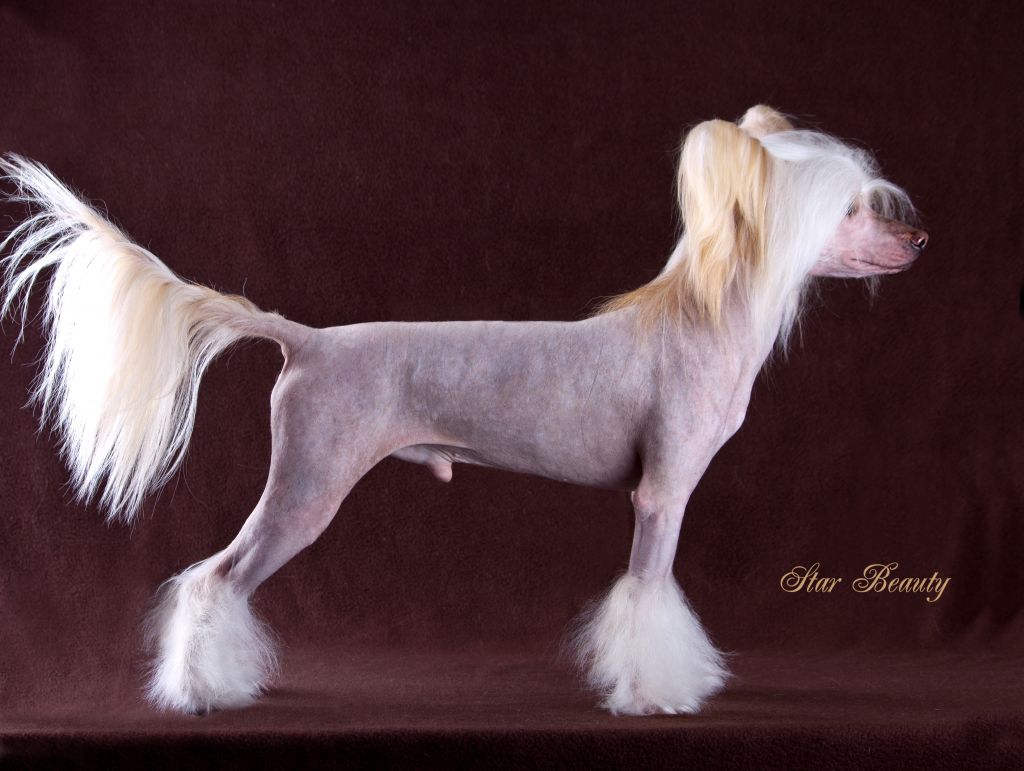 Star Beauty Baby Boy