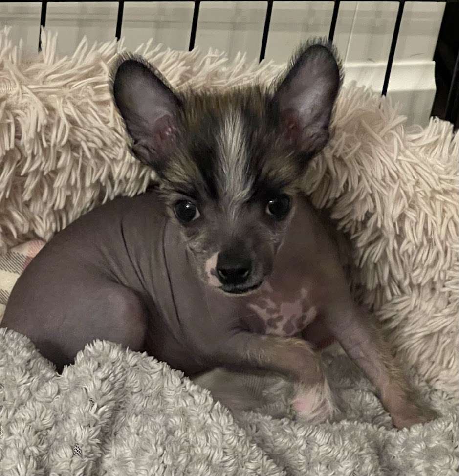 Show Galaktika Han Yuchi