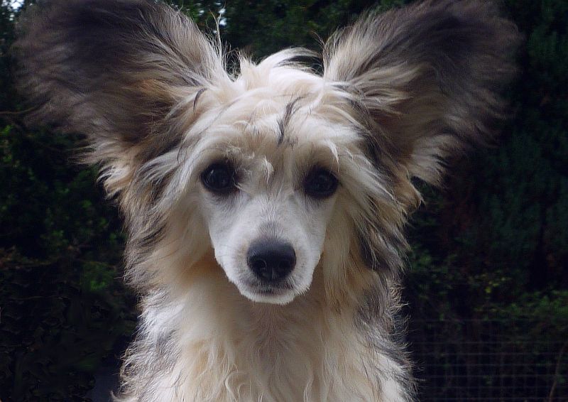 Be My Dog's La Vita e Bella